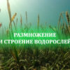Размножение водорослей и строение водорослей