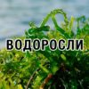 Водоросли