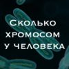 Сколько хромосом у человека
