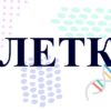 Клетка как биологическая система