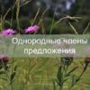 Однородные члены предложения
