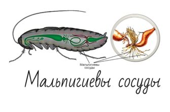 Мальпигиевы сосуды
