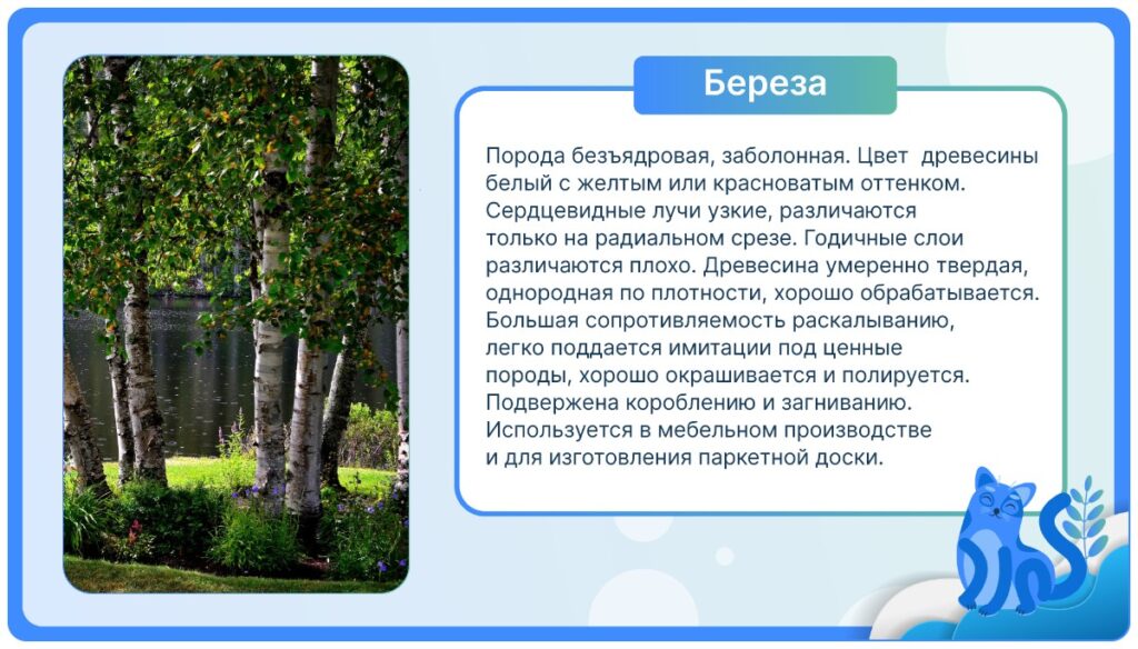 Береза