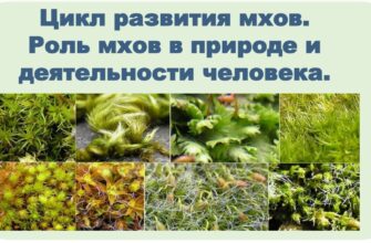 Цикл развития мхов. Роль мхов в природе и деятельности человека.