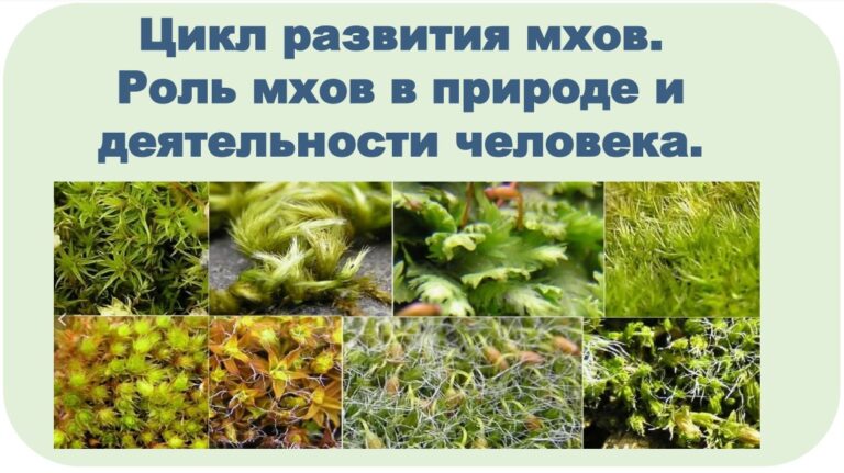 Цикл развития мхов. Роль мхов в природе и деятельности человека.