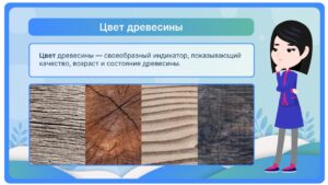 Цвет древесины