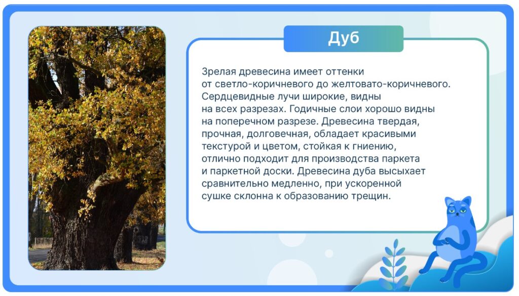 Дуб