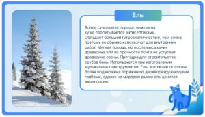 Ель