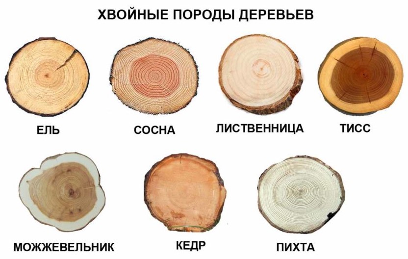 Хвойные породы деревьев и их древесина