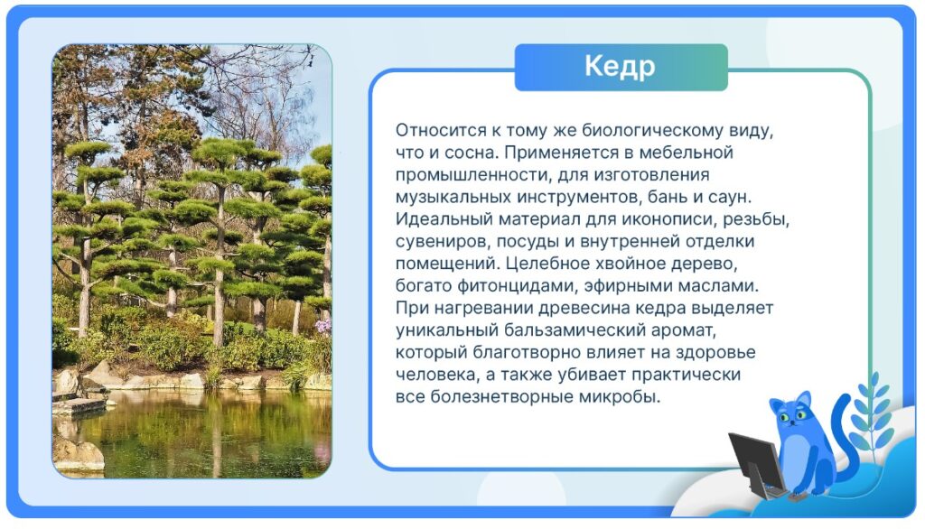 Кедр
