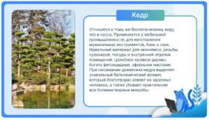 Кедр
