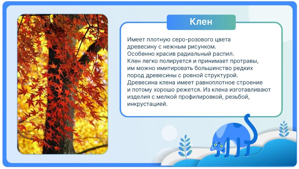 Клен