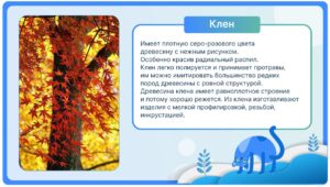 Клен