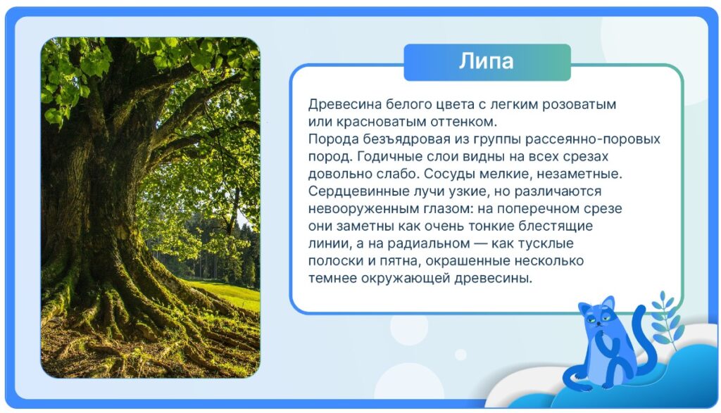 Липа
