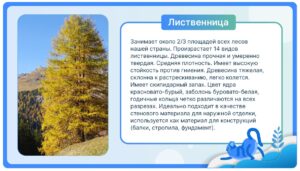Лиственница