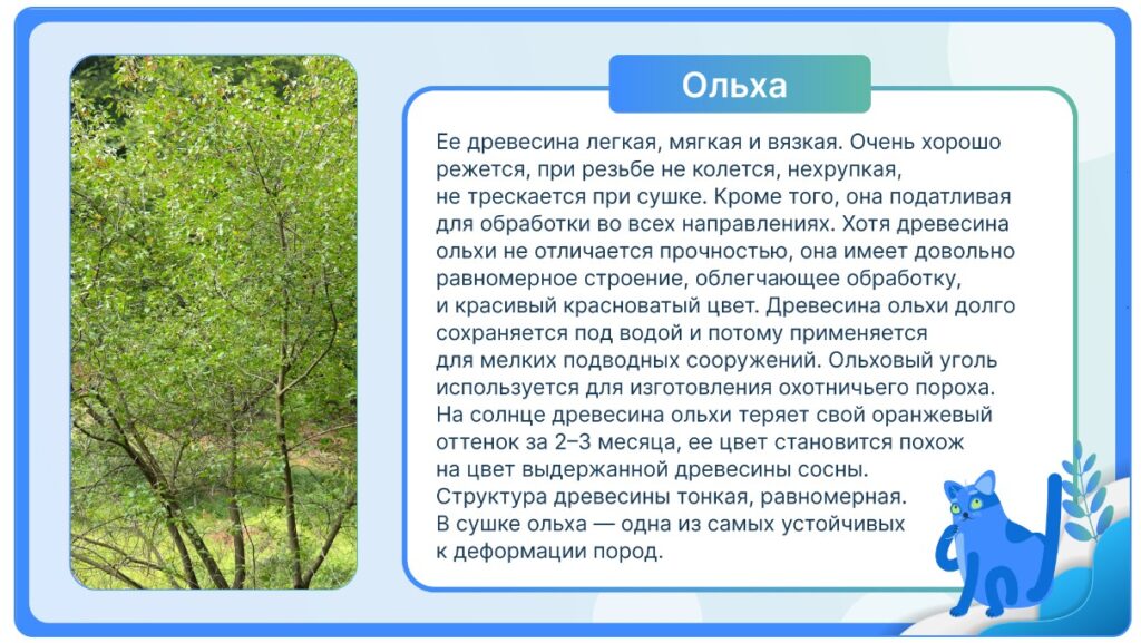Ольха