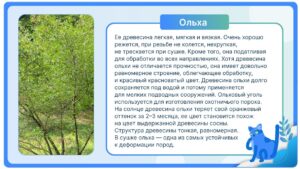 Ольха