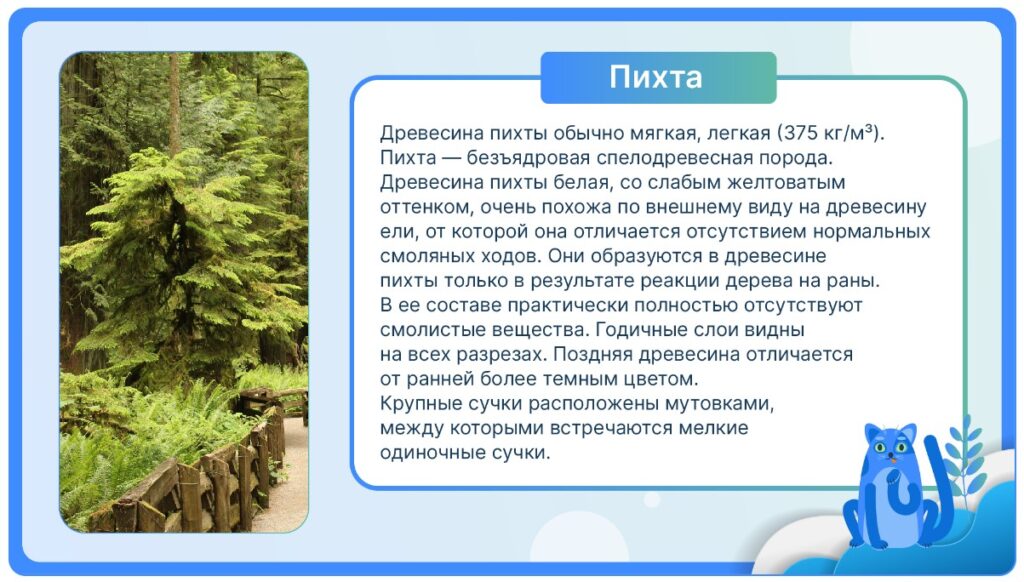 Пихта