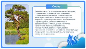 Сосна