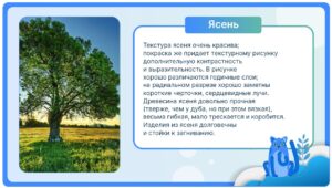 Ясень