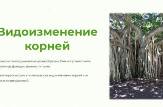 Видоизменение корней