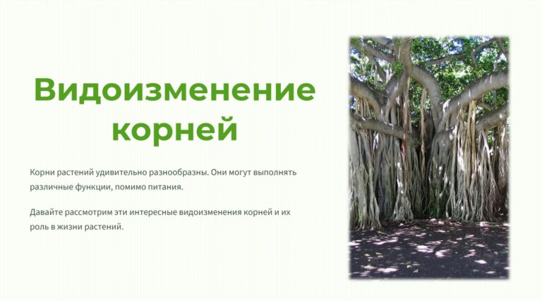 Видоизменение корней