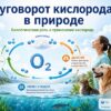 Круговорот кислорода в природе. Биологическая роль и применение кислорода.